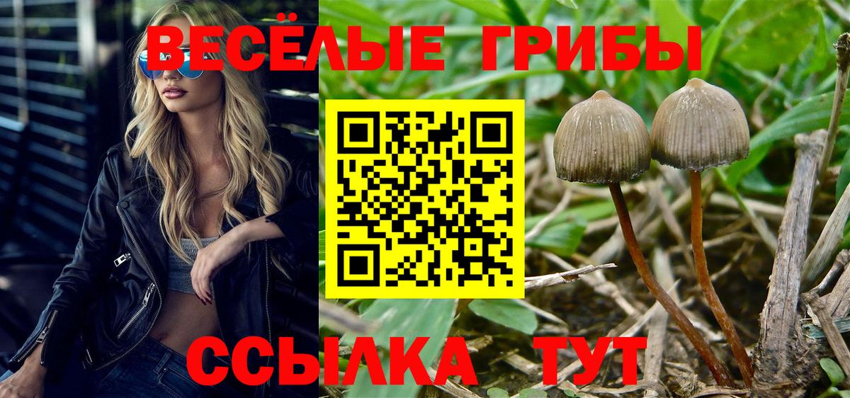 Галлюциногенные грибы Psilocybine cubensis  Псилоцибиновые грибы мухоморы  Карабулак  Вход с VPN 